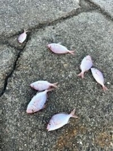 小魚やオキアミが港に散乱……魚を捨てていく釣り人へ　SNSでの皮肉に賛同続出「食べないなら海に」「マナー悪すぎます」