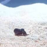 「小さなイカが「よいしょ、よいしょ」と長い手で頭に砂かけ　「手伝ってあげたい」とエール続々」の画像1