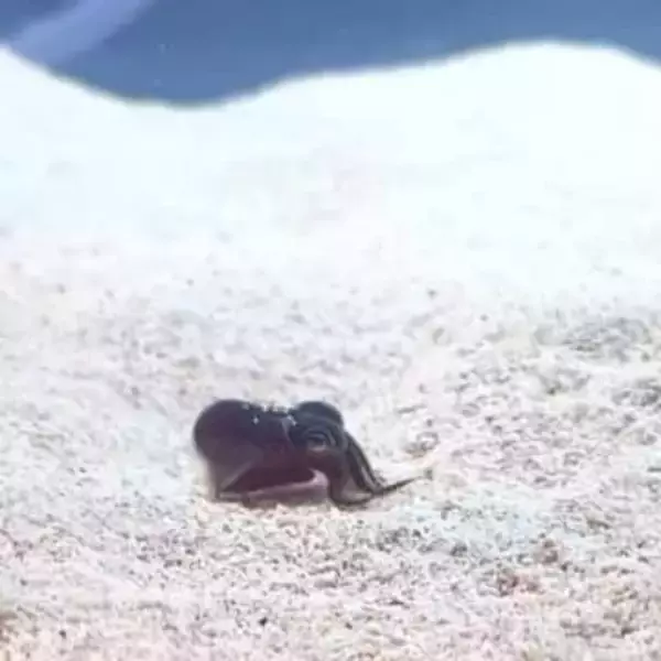 小さなイカが「よいしょ、よいしょ」と長い手で頭に砂かけ　「手伝ってあげたい」とエール続々