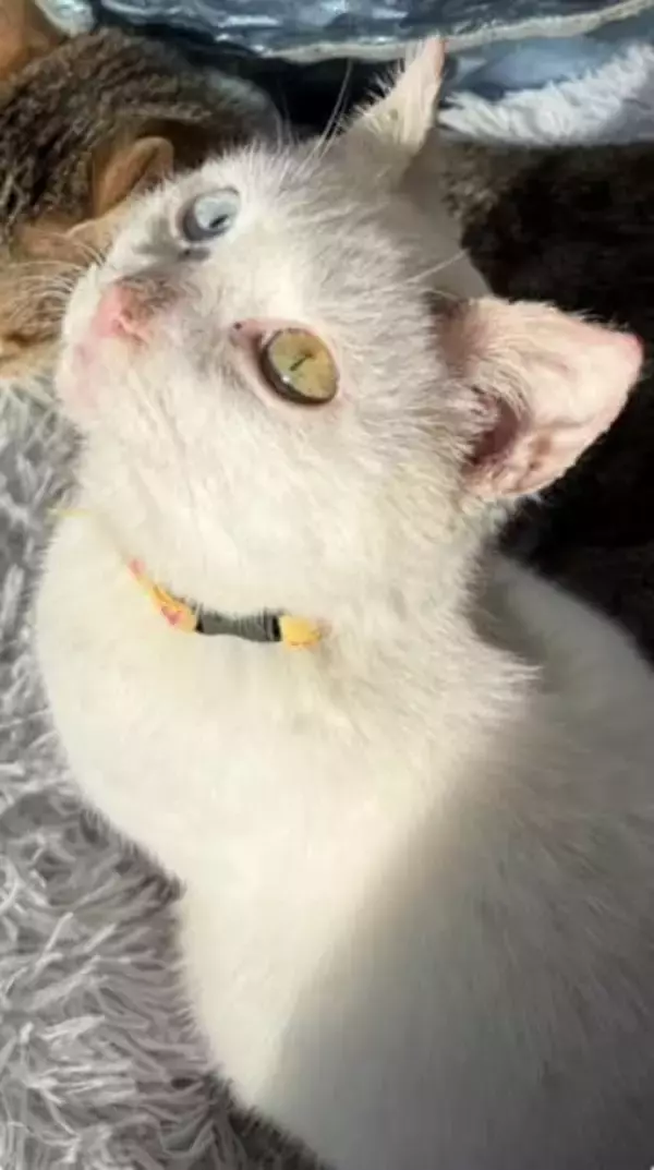 一目惚れしたオッドアイ猫、譲渡前に「耳が聞こえない」と判明　それでも迎えた愛猫は、撫でる前からゴロゴロの甘えん坊に