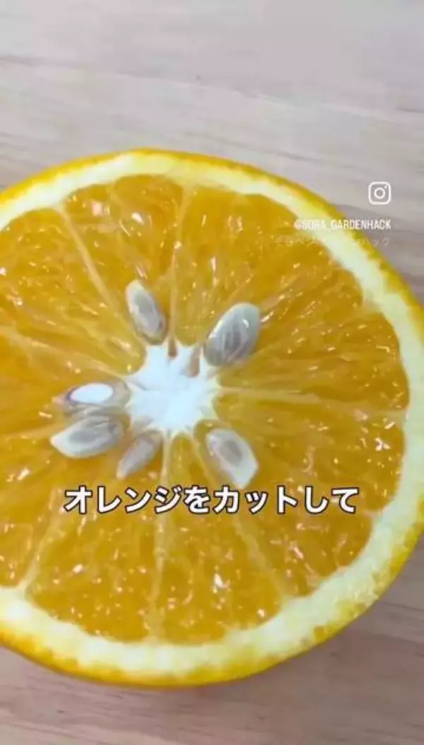 市販果実の種からオレンジ再収穫　自宅で気長に育ててみませんか　手順をまとめた動画が424万回再生され話題に