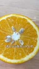 市販果実の種からオレンジ再収穫　自宅で気長に育ててみませんか　手順をまとめた動画が424万回再生され話題に