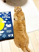規格外に長～～～い！　猫の「のびのびへそ天」が3.7万いいね　「何頭身！？」「まるでバゲット」