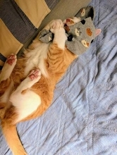 「どうしても靴下を履きたい」朝7時に大騒ぎした愛猫　飼い主の靴下を両前足でぎゅっと…“絶対渡さない”姿に「反則級にかわいい」