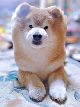 16歳10カ月の柴犬、まさかの“うさぎ化”　散歩中のぴょんぴょん走りに「ずっと見てられる」「元気で長生きして」とエール続々