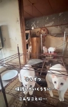 助けたい猫がいるのに、支援制度を使えない…公営住宅の多頭飼育で見えた「制度の壁」