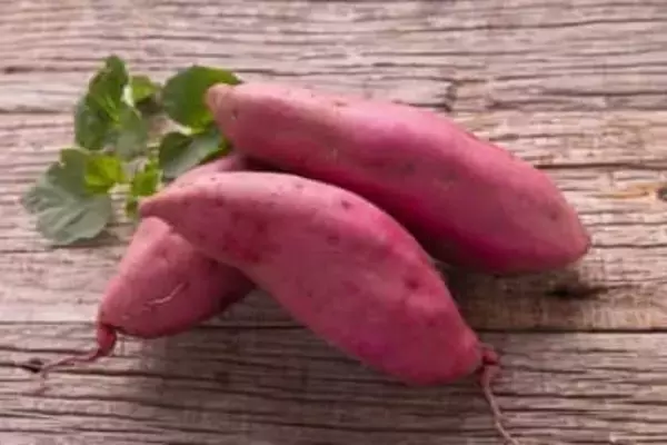 さつまいもの芽は食べられる？ 長持ち＆おいしさ倍増の保存ワザ