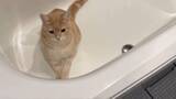 「お風呂掃除をする子猫！？「最近お風呂によく猫の毛が浮いていると思ったら…」と飼い主「猫の手借りちゃいます」「音まで可愛い」」の画像1