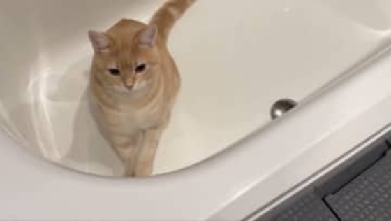 お風呂掃除をする子猫！？「最近お風呂によく猫の毛が浮いていると思ったら…」と飼い主「猫の手借りちゃいます」「音まで可愛い」