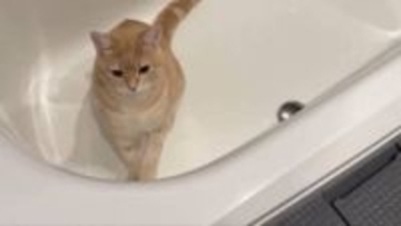お風呂掃除をする子猫！？「最近お風呂によく猫の毛が浮いていると思ったら…」と飼い主「猫の手借りちゃいます」「音まで可愛い」