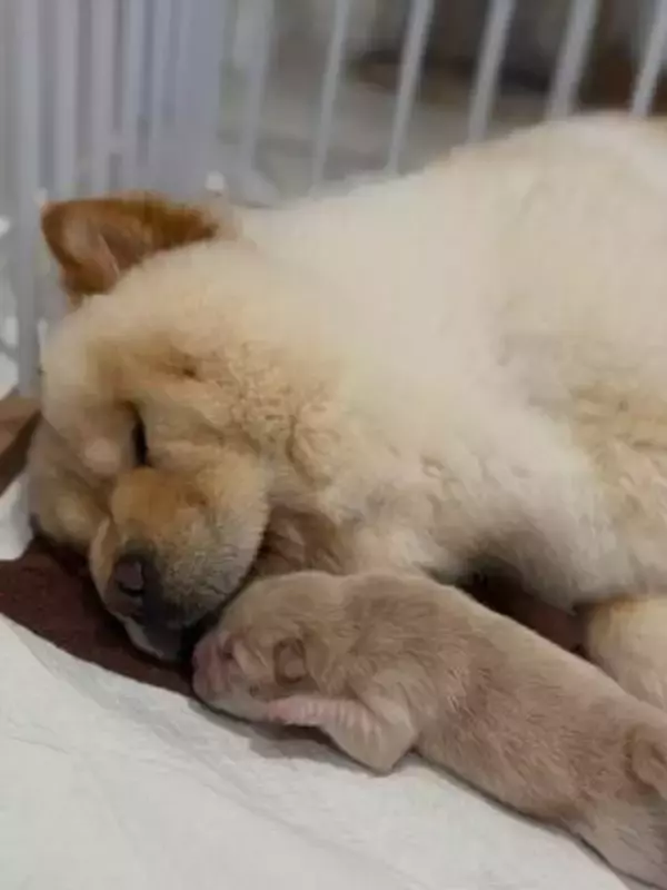 出産3日後のチャウチャウ「ママもうイヤ～」大仏のような表情に共感「産後つらいよね〜」