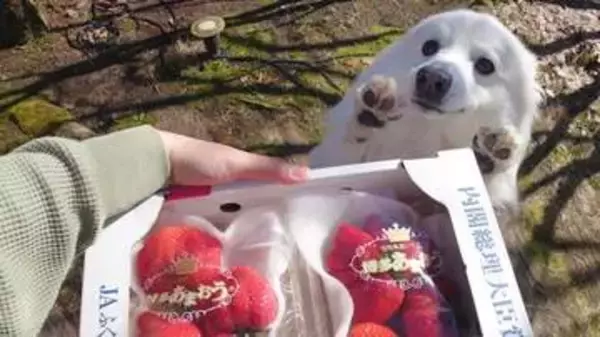 「わぁ♡イチゴ！」犬のリアクションが可愛すぎ「通販番組に出演できるレベル」と爆笑