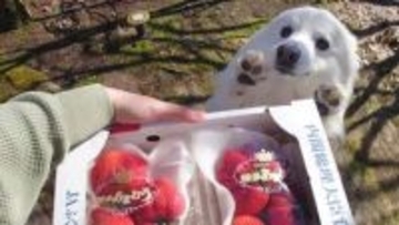 「わぁ♡イチゴ！」犬のリアクションが可愛すぎ「通販番組に出演できるレベル」と爆笑