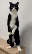 「たまに立ちます」という猫さん、何かに夢中になると…「安定感すごい」「人間みたいでかわいい」