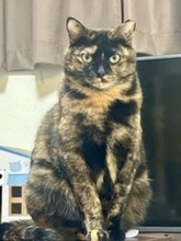 猫が苦手で人には甘える“気の強い保護猫”が見つけた「家族のぬくもり」　FIPの危機を乗り越えた弟分の猫と寄り添う姿