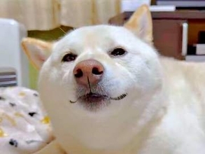 真顔だった柴犬、お兄ちゃんが実家に泊まると気づいた瞬間→「にっこり」　あふれ出た「喜び」に大反響
