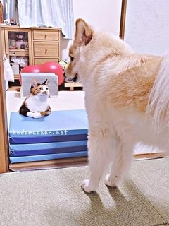 「入室には審査が必要です」部屋の前で立ちはだかる三毛猫　「入りたいなあ…」困り顔の犬との攻防に反響「受付猫さん！」「かわいすぎる」