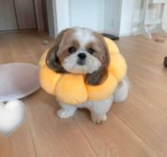 「ぽこちゃん、咲きました」ポンデリング型エリザベスカラーをつけた愛犬のかわいさに大喜びの飼い主 それを見てドン引きするシーズー犬が話題「ママのキモさに慣れて…」