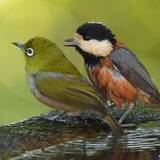 「「めじ！聞いてる？！」小鳥たちが会話しているよう「仲良しさんなんですか」「聞いてなさげだ…」」の画像1