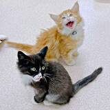 「動物愛護センターを出て離れ離れになった兄弟猫、SNSの“奇跡”で2年以上ぶりに再会　「えー！と声が出た」飼い主も驚く胸熱展開」の画像1