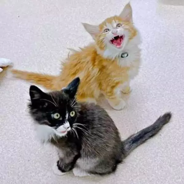 動物愛護センターを出て離れ離れになった兄弟猫、SNSの“奇跡”で2年以上ぶりに再会　「えー！と声が出た」飼い主も驚く胸熱展開