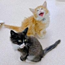 動物愛護センターを出て離れ離れになった兄弟猫、SNSの“奇跡”で2年以上ぶりに再会　「えー！と声が出た」飼い主も驚く胸熱展開