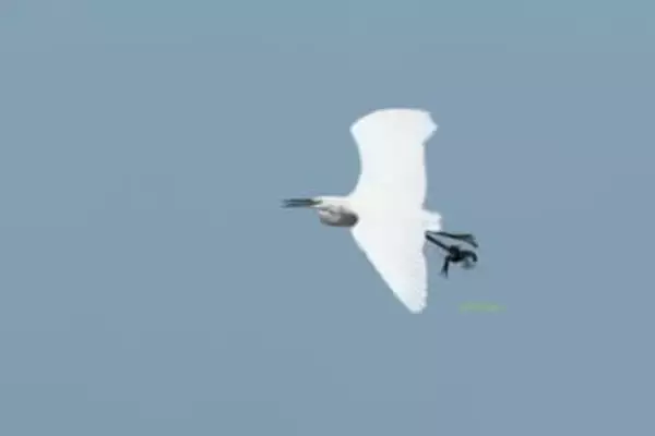 空を飛ぶコサギの脚に違和感、ゴミかと思ったら…衝撃の瞬間に遭遇「どういう状況」「どっちが捕まえてるの？」