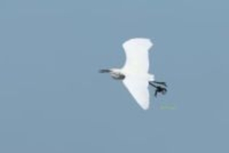 空を飛ぶコサギの脚に違和感、ゴミかと思ったら…衝撃の瞬間に遭遇「どういう状況」「どっちが捕まえてるの？」