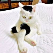 「フリーザ！？」「奈良美智さんの絵みたい」　黒い尻尾を抱え込む猫さんの表情が強すぎる「コレ、あたいの尻尾だかんねっ」