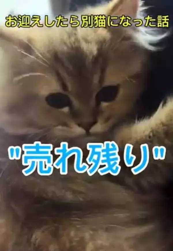 売れ残りの子猫　誰にも甘えられず、ぼっちの日々→テレビで紹介されるほどの大ジャンプ猫に