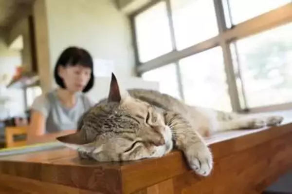「もし私が倒れたら猫はどうなる」54歳おひとりさま事務職の不安　家に残された大切な命を誰に託す？　確保したい「猫貯金」【FPが解説】