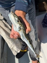 「なんかすんごいシャープなフグ釣れたー！」とはしゃいでいたら…船長から「筋肉、皮、内臓すべてに猛毒」と聞き戦慄　「つい食べてしまいそう」