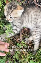 「ゴミか？」路肩の小さな影が気になり、300m先から引き返した男性　血を流す子猫との思いがけない出会い…家族に見守られ今ではジャンプも