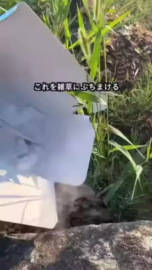 「ドライアイスで雑草が枯れる？」庭に白煙モクモク…試してみた結果は？