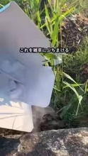 「ドライアイスで雑草が枯れる？」庭に白煙モクモク…試してみた結果は？