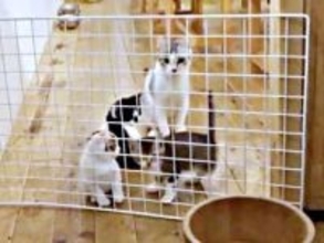 子猫がバリケード突破！？ ママ猫たちを真似て飛び越える姿に「学びが早い！」「楽勝にゃ〜」