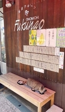 観光客が店先を次々撮影→「何だろう？」確認すると…　敷物の猫とリアル猫が完全同化　「模様に合わせて寝てる」「サイズぴったり」