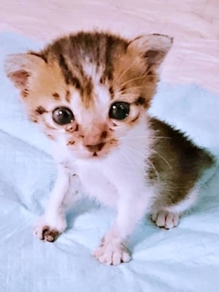 先住猫を亡くした直後、隣人に託された子猫「また死んでしまったら…」募る不安　猫基準で生活が一変した8年の愛情の絆