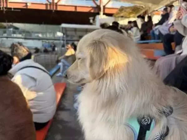 飼い主さんと沼津の水族館へ　テンションMAXのミックス犬　イルカショーでウトウト…帰りの車内は電池切れで爆睡　「遊び疲れた子どもみたい」