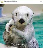 「国内で2頭だけ…ラッコ「メイ」、鳥羽水族館が「大切なお知らせ」を発表　5月9日の誕生日前日に「体力の衰えが見えはじめています」」の画像1