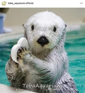 国内で2頭だけ…ラッコ「メイ」、鳥羽水族館が「大切なお知らせ」を発表　5月9日の誕生日前日に「体力の衰えが見えはじめています」