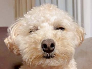 犬を飼うメリットは「睡魔と戦う犬を無料で見られること」　うとうとする姿に「かわいすぎて滅」6万いいね　一方、深刻なデメリットも…