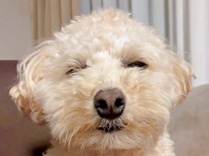 犬を飼うメリットは「睡魔と戦う犬を無料で見られること」　うとうとする姿に「かわいすぎて滅」6万いいね　一方、深刻なデメリットも…