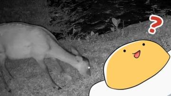 家庭菜園に鹿が侵入→監視AI「現時点では問題なし！」　食害対策でカメラ、自作システムまで導入したけど…“スマート菜園化”は前途多難