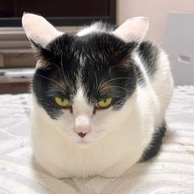 留守番させられて激おこ？ 背を向けてそっぽを向く猫の「ふて寝」　いじけた姿に反響「尻尾パタパタですねてる」「いじけっ子」