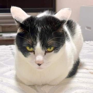 留守番させられて激おこ？ 背を向けてそっぽを向く猫の「ふて寝」　いじけた姿に反響「尻尾パタパタですねてる」「いじけっ子」