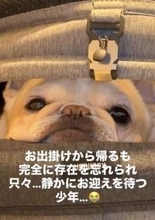 愛犬のお散歩から帰宅　視線を感じ振り返ると……「健気で偉い子だなぁ…」「なにこれ、可愛すぎる」