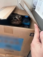 「もうちょっとで捜索願い出すとこだったぞ」まさかの場所にいた猫「かくれんぼの天才」