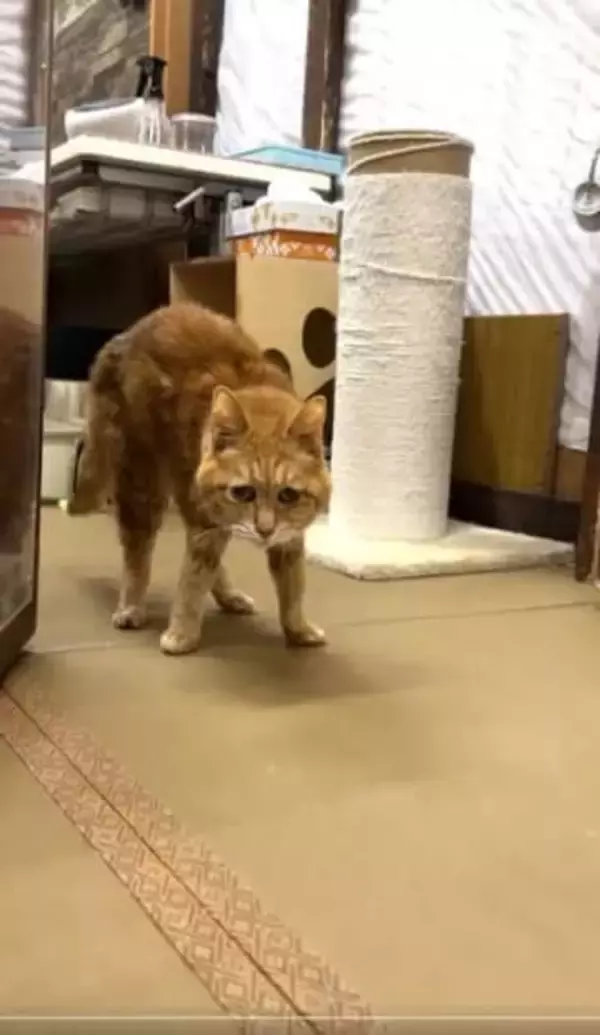 “少し足が悪い猫”のはずだったが……「嘘」から始まった出会い→歩けるようになるまで「猫に罪はない」