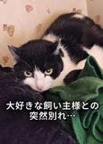 「死んだ飼い主を待ち続けた2匹の猫…食べ物も水もない、極寒の部屋に取り残され→命を救った緊迫レスキュー」の画像1